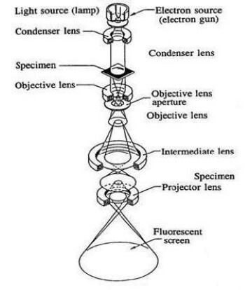 transmission electron microscope disadvantages