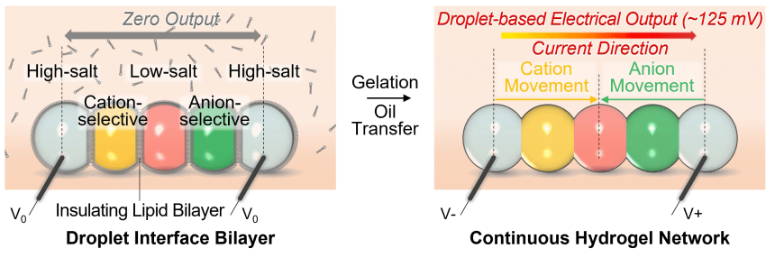 Innovative 'droplet battery' may usher in tiny bio-integrated gadgets.