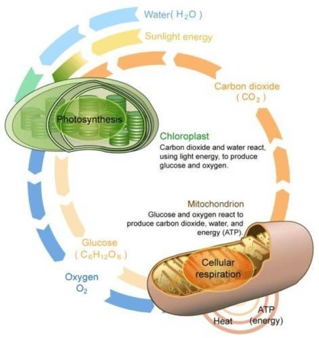 Photosynthesis and Cellular Respiration