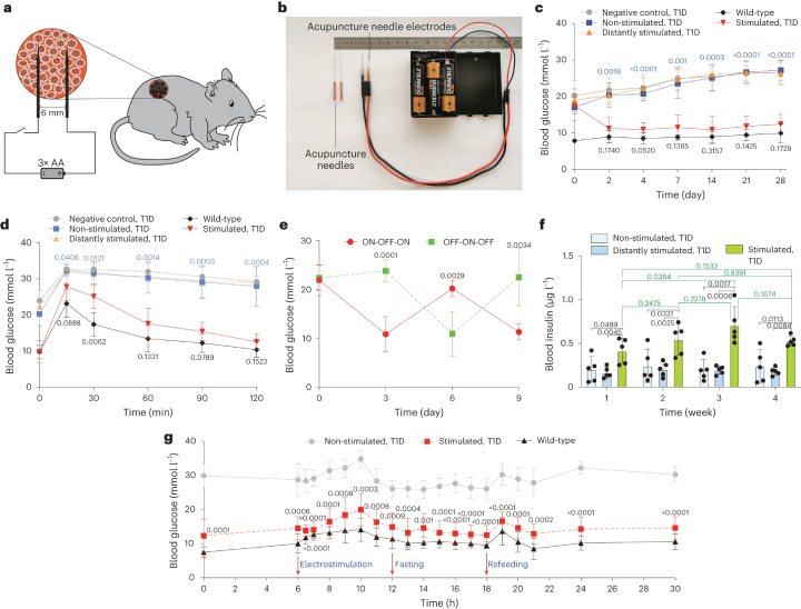 Figure 2: Adapting and Validating the DART System for Treatment of Type 1 Diabetic Mice