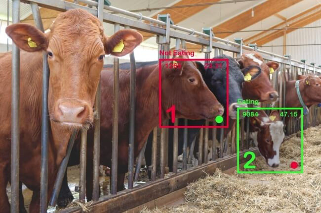 facial recognition in cows