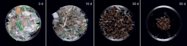The decomposition of biodegradable HASEL actuators over a period of 50 days was captured in time-lapse images.