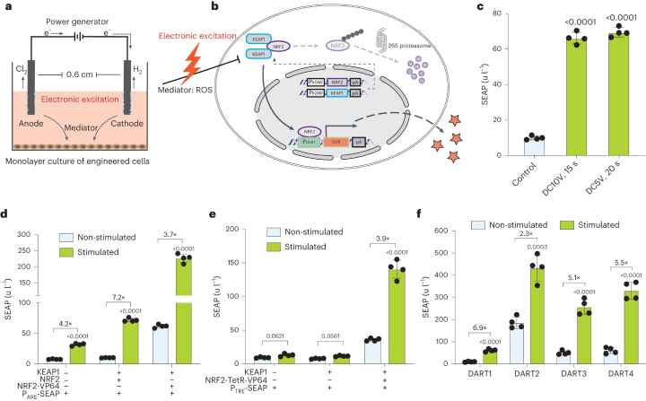 Designing a Switch for Transgene Expression in Mammalian Cells Using Direct Current Activation (Figure 1)