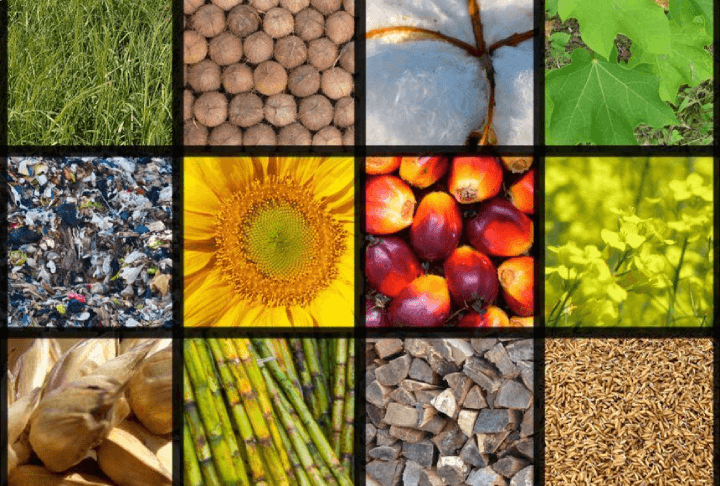 Top row displays switchgrass, copra (coconut), cotton, and jatropha. Middle row showcases municipal solid waste (msw), sunflowers, palm nuts, and canola. Bottom row features wheat, sugar cane, wood, and rice as leading biomass feedstocks.