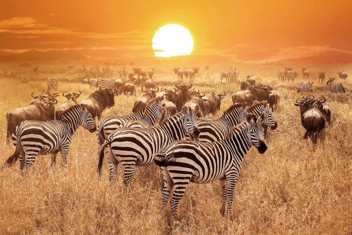 Zebra can be seen during sunset in Tanzania's Serengeti National Park, located in Africa.
