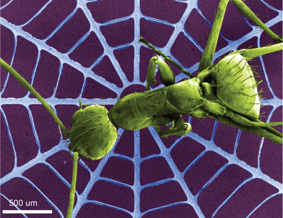A scanning electron microscope image showing a spider web structure made of the new wide bandgap material, with a real ant for scale. Image supplied by Thanh-An Truong.